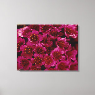 Arktisk Lila Saxifrage Flower Photo Designad Canvastryck