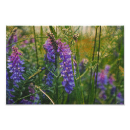 Arktisk lupintressionism fototryck