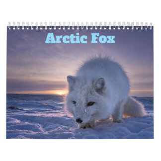 Arktisk Räv 2027 Kalender