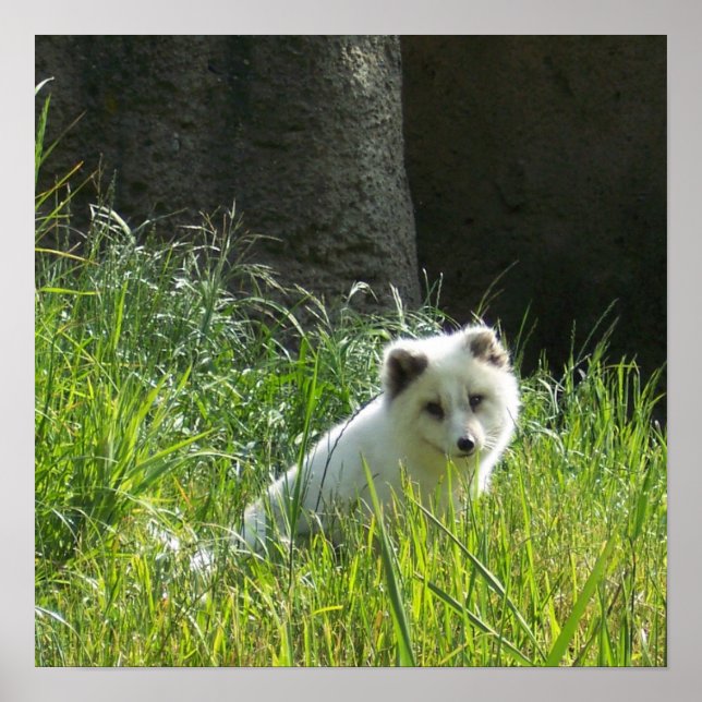 Arktisk Räv Affisch (Framsidan)