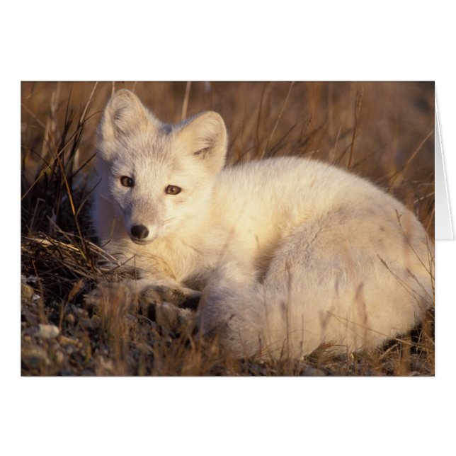 Arktisk räv, Alopex lagopus Hälsningskort (Framsidan Horizontal)