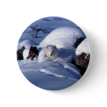 Arktisk räv för amerikan