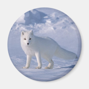 Arktisk räv magnet