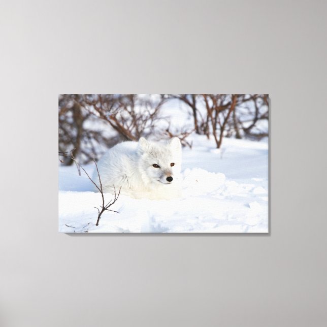 Arktisk räv på vintern canvastryck (Framsida)