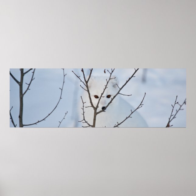 Arktisk räv poster (Framsidan)