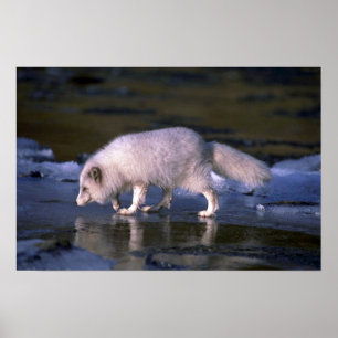 Arktisk räv som foraging längs isigfloden poster