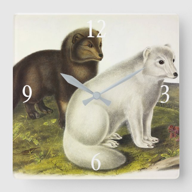 Arktisk räv (vit räv, Polar Fox, Snö räv) Fyrkantig Klocka (Framsida)