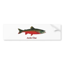 Arktisk rödingillustration