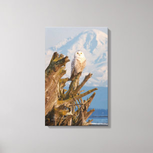 Arktisk snöig uggla-, stranddriftwood och canvastryck