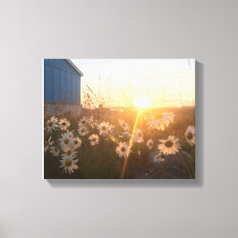 Arktisk solduva canvastryck