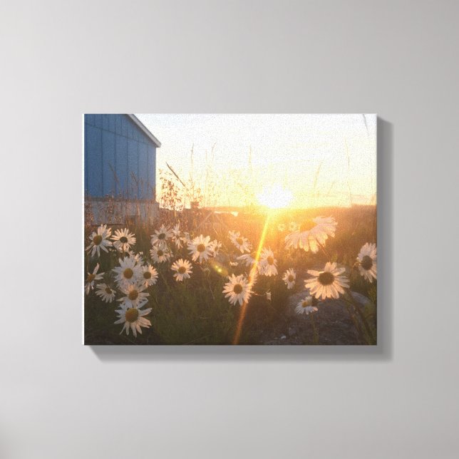 Arktisk solduva canvastryck (Framsida)