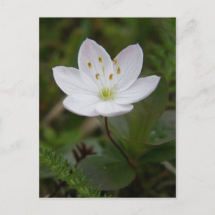 Arktisk Starblomma, Unalaska Island Vykort