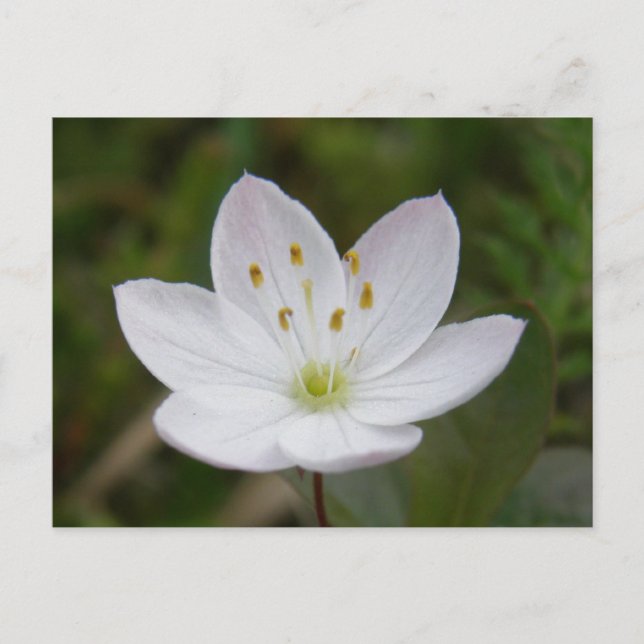 Arktisk stjärnblomma, Trientalis europaea Vykort (Framsida)