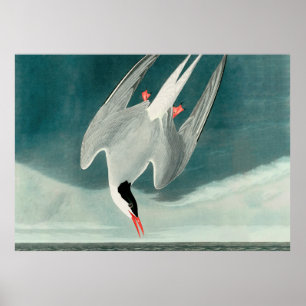 Arktisk Tern Audubon Bird Wildlife-målning Poster