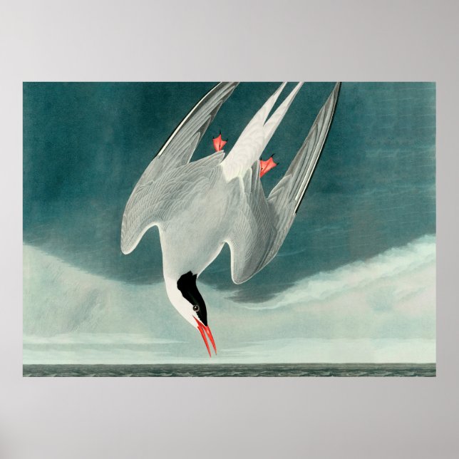 Arktisk Tern Audubon Bird Wildlife-målning Poster (Framsidan)