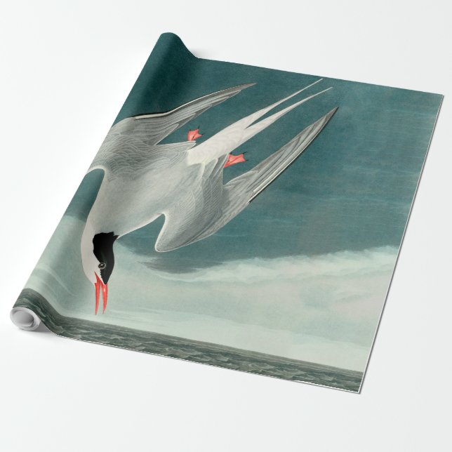 Arktisk Tern Audubon Bird Wildlife-målning Presentpapper (Utrullad)