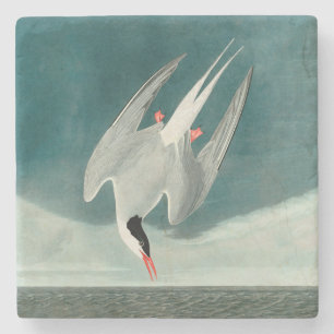 Arktisk Tern Audubon Bird Wildlife-målning Stenunderlägg