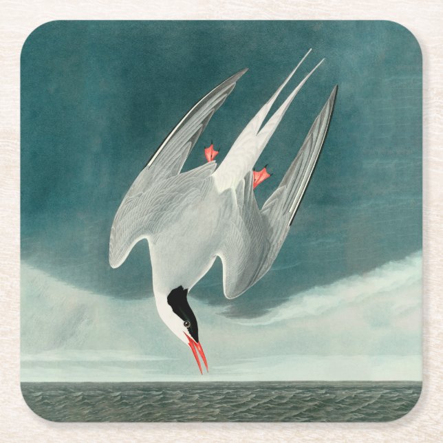Arktisk Tern Audubon Bird Wildlife-målning Underlägg Papper Kvadrat (Framsidan)