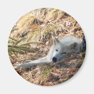 Arktisk Varg #2 Magnet