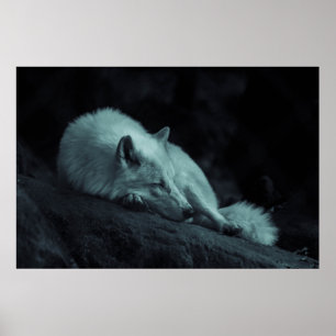 Arktisk varg (för vit) poster