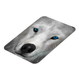 Arktisk Varg Magnet