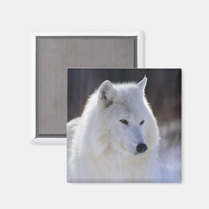 Arktisk Varg Magnet