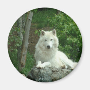 Arktisk Varg Magnet