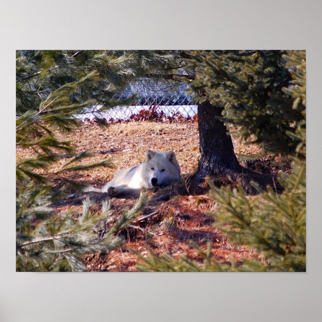 Arktisk Varg Poster (Framsidan)