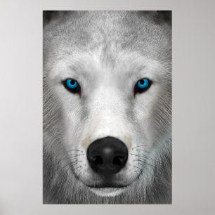 Arktisk Varg Poster