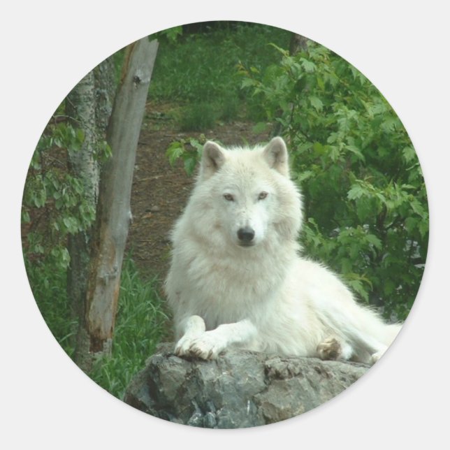 Arktisk Varg Sticker Runt Klistermärke (Framsida)