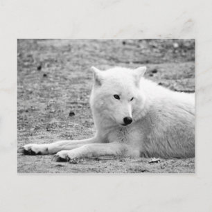 Arktisk varg - vit varg vykort