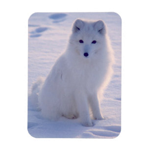 Arktisk vinter Fox-foto Designad Magnet