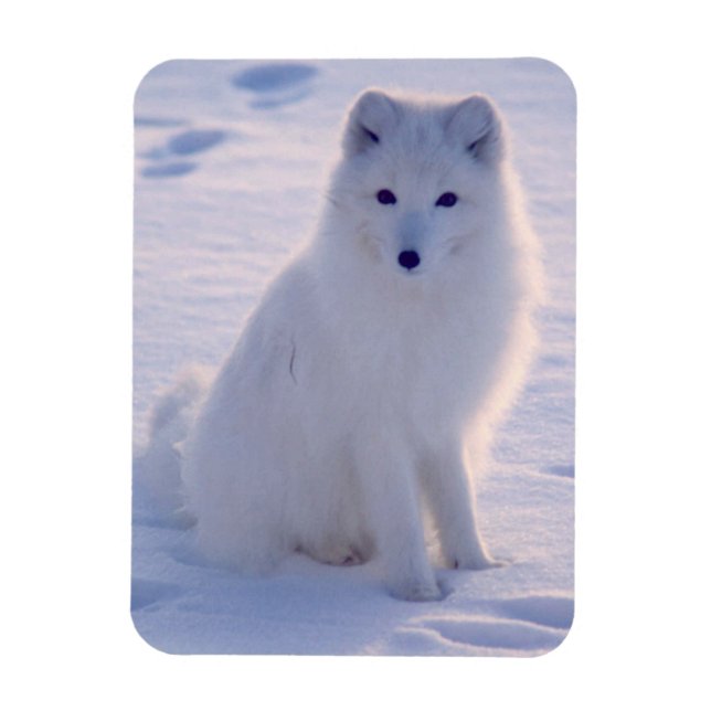 Arktisk vinter Fox-foto Designad Magnet (Vertikal)