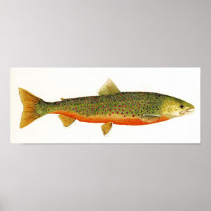 Arktiska Char i Spawning Färg Poster