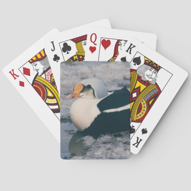 Arktiska Kung Eider Waterfowl Bird Photo Design De Casinokort (Baksidan)