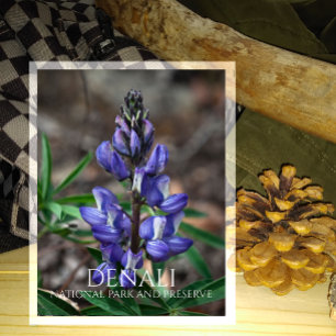 Arktiska Lupine-Blommarna, Denali National Park, A Vykort