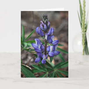Arktiska Lupine, Denali Nationalpark, Alaska Kort
