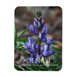 Arktiska Lupine, Denali Nationalpark, Alaska Magnet