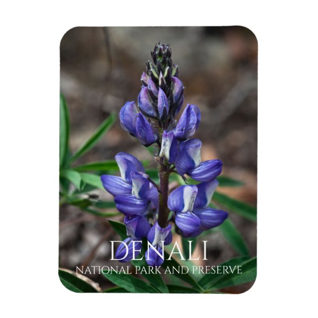 Arktiska Lupine, Denali Nationalpark, Alaska Magnet (Vertikal)