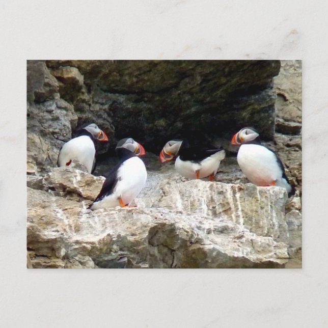 Arktiska puffins i Svalbard Vykort (Framsida)