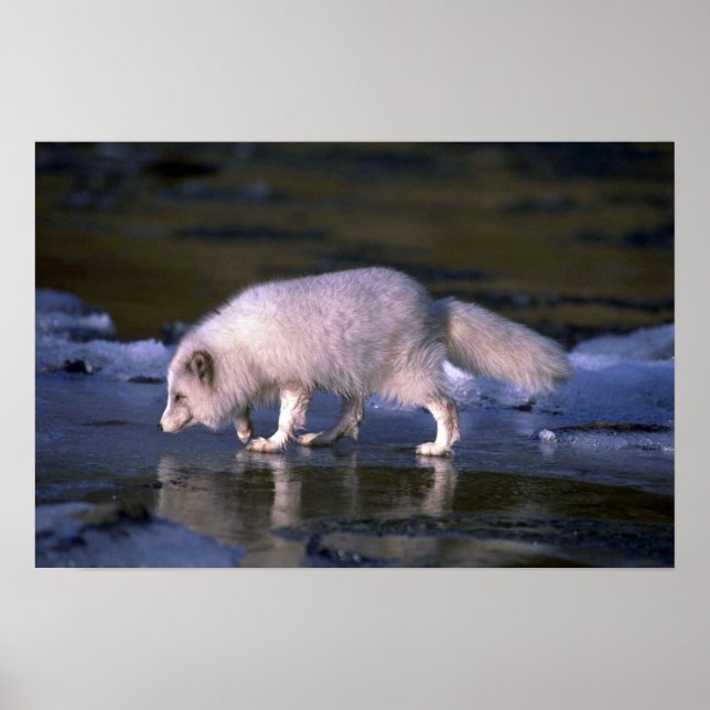Arktiska rävfoder längs isigen poster (Framsidan)