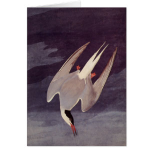 Arktiska Tern av John James Audubon, Vintage Birds Hälsningskort