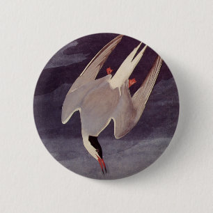 Arktiska Tern av John James Audubon, Vintage Birds Knapp