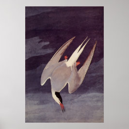 Arktiska Tern av John James Audubon, Vintage Birds Poster