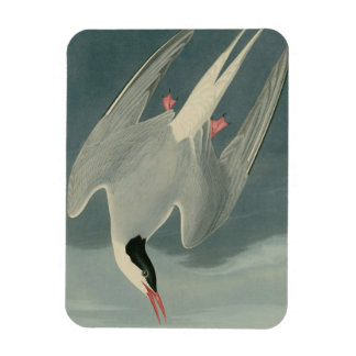 Arktiska Tern Magnet