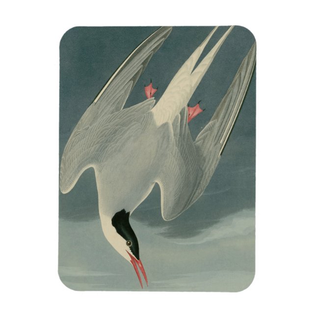 Arktiska Tern Magnet (Vertikal)