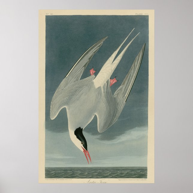 Arktiska Tern Poster (Framsidan)
