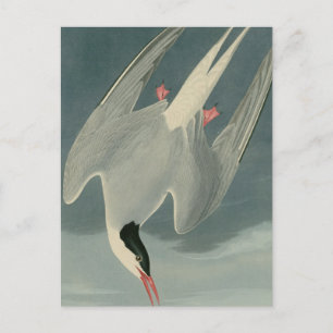 Arktiska Tern Vykort