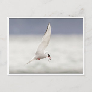 Arktiska Tern Vykort