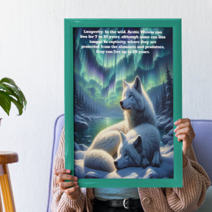 Arktiska vita varger i Snö Poster